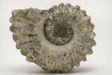 Bumpy Ammonite (Douvilleiceras) Fossil - Madagascar #205039-1